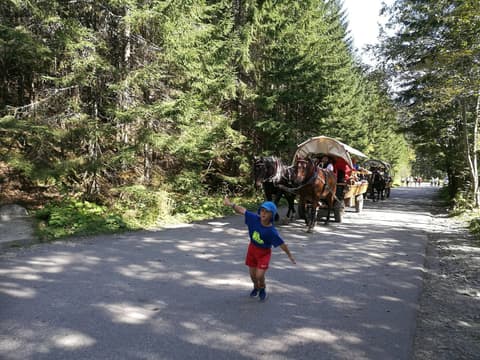 Leon na drodze do Morskiego Oka, obok mija go konny wóz