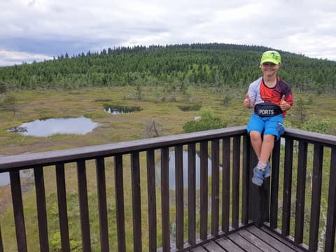 Leon na drewnianej platformie widokowej nad izerskim torfowiskiem
