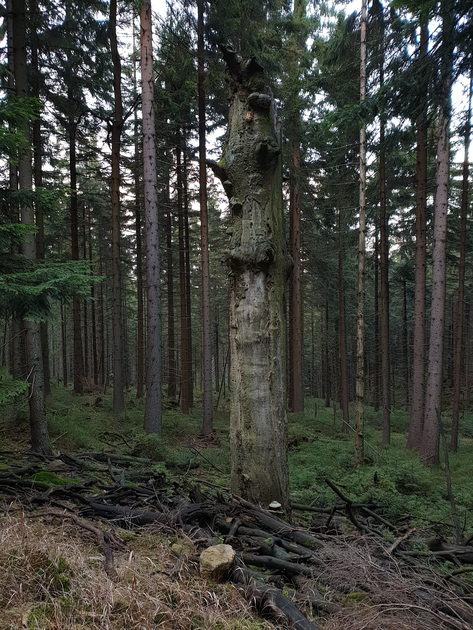 Góry Stołowe: Narożnik, Kopa Śmierci i Skały Puchacza - zdjęcie 7
