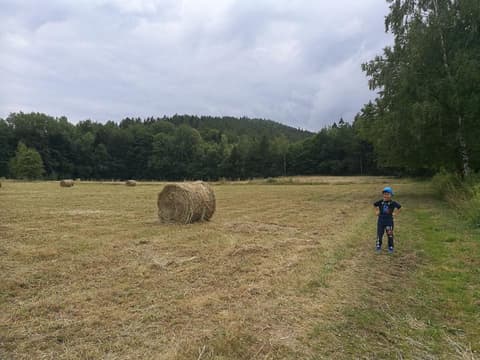 Leon na skoszonym polu z belami siana