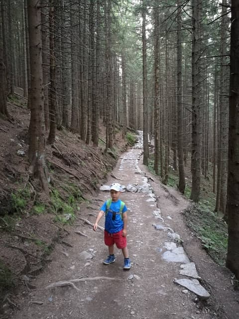 Leon na ścieżce w gęstym świerkowym lesie