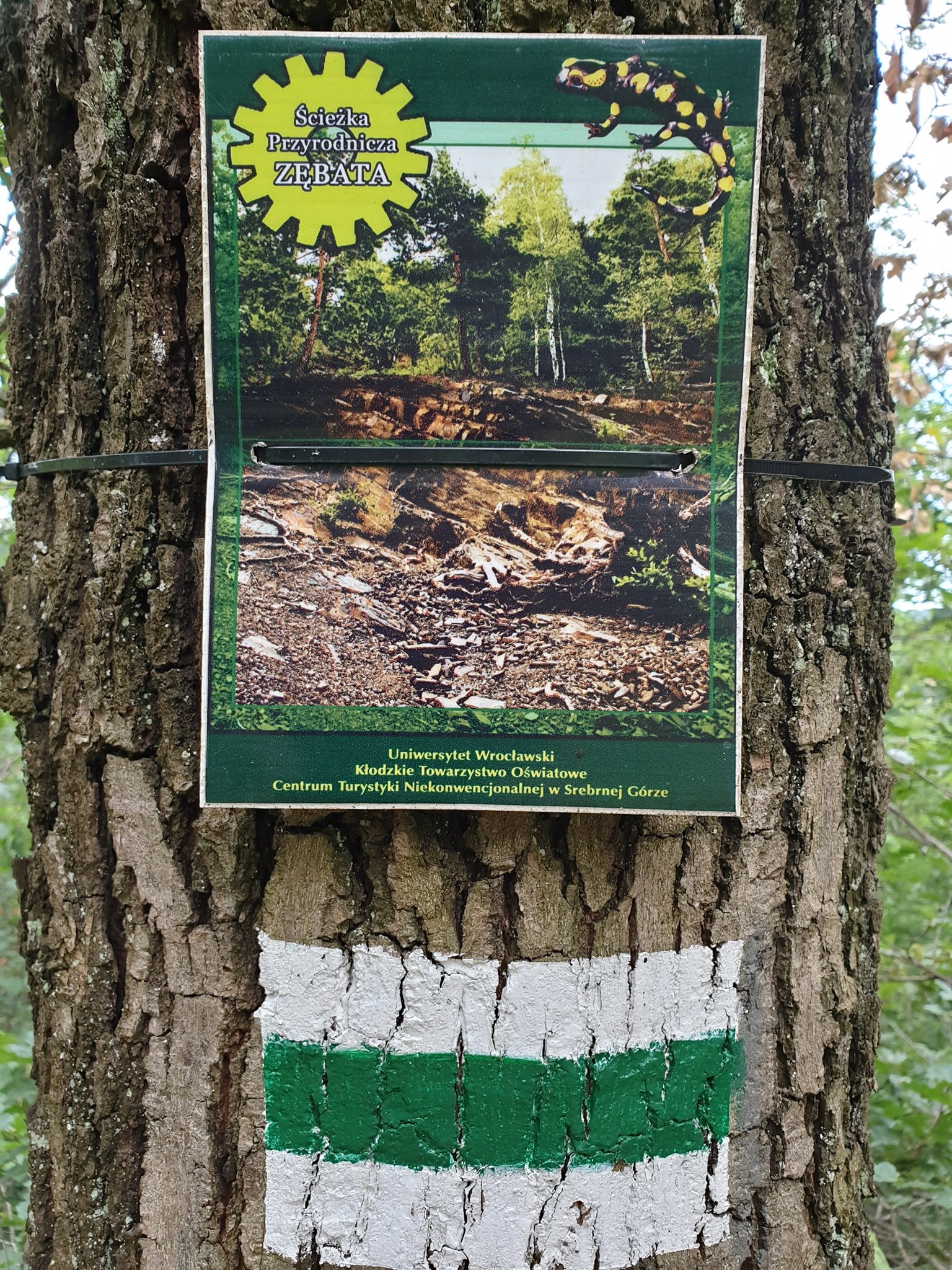 Śladami Kolei Sowiogórskiej: wiadukty, wąwozy i most wiszący - zdjęcie 14