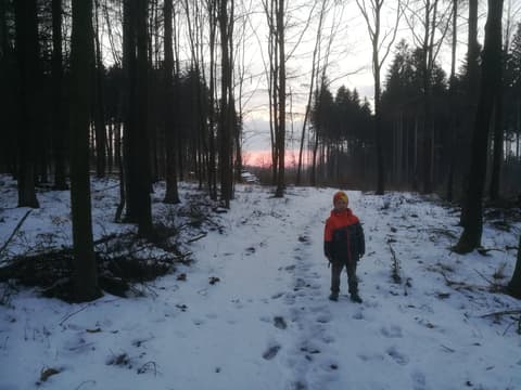 Leon na zaśnieżonej leśnej drodze o zmierzchu
