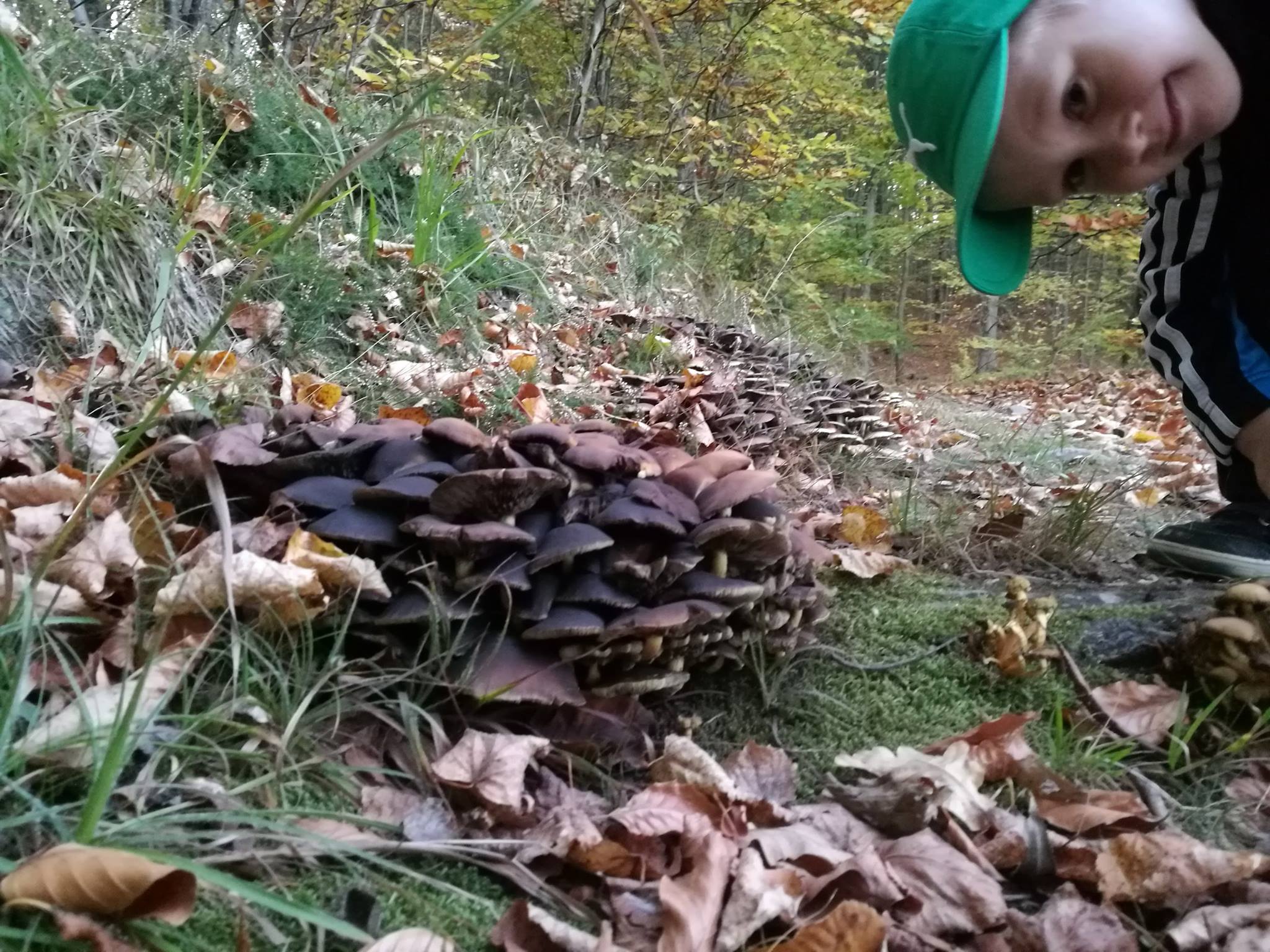 Ruiny mauzoleum w Bukowcu i grzybek rosnący z sufitu - zdjęcie 6