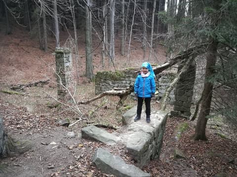 Leon przy kamiennych ruinach w bezlistnym lesie