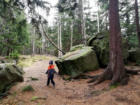 Leon obok wielkiego omszałego głazu w lesie