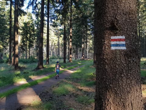 Leon biegnie leśną ścieżką, na drzewie znak szlaku