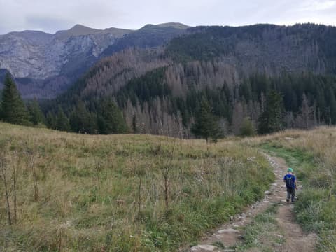 Leon idzie ścieżką przez polanę, w tle tatrzańskie granie