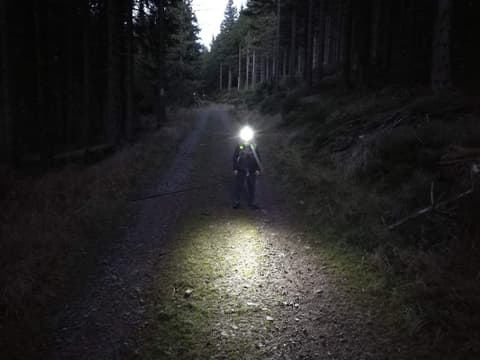 Leon z czołówką na nocnej leśnej drodze