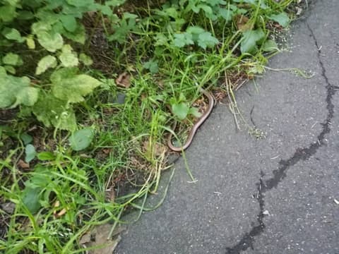 Padalec na skraju asfaltowej drogi