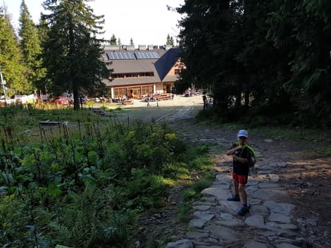 Leon na kamiennej ścieżce przed schroniskiem w lesie