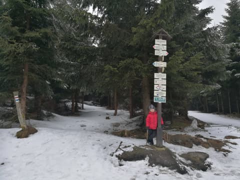 Leon pod słupem z drogowskazami w zimowym lesie