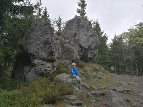 Leon siedzi na skałach przy szlaku wśród świerków