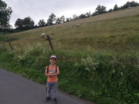 Leon przy drodze, na zboczu pasą się owce