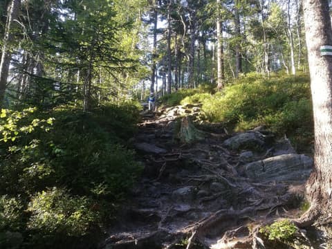 Stroma ścieżka pełna korzeni, w górze sylwetka Leona