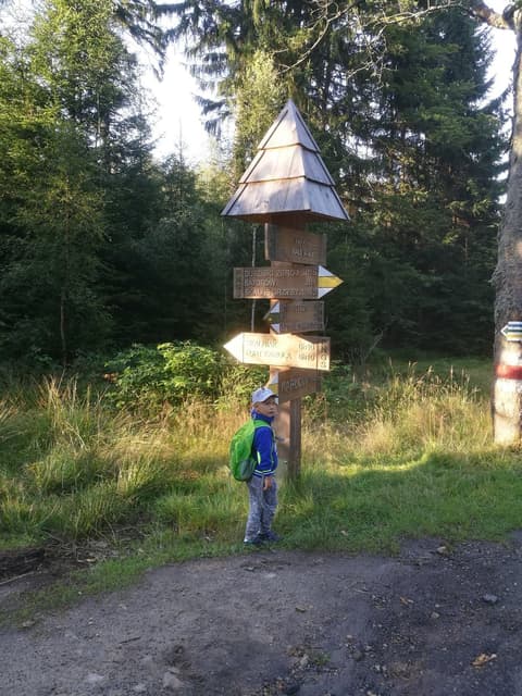 Leon pod zadaszonym drogowskazem przy leśnej drodze
