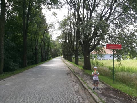 Leon przy alei starych drzew i tablicy informacyjnej